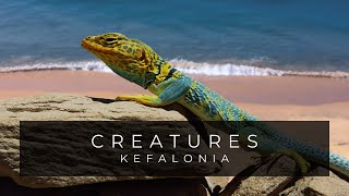 Beautiful Creatures Of Kefalonia  Wildlife Documentary  Greece [upl. by Alliuqal]