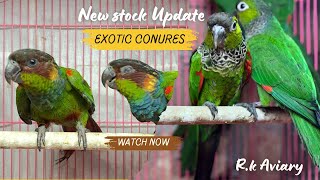 NEW STOCK IN EXOTIC CONURE PARAKEETS  CRIMSON BELLIED CONURE  BLUE THROATED CONURE  BLACK CAP [upl. by Hadeis]