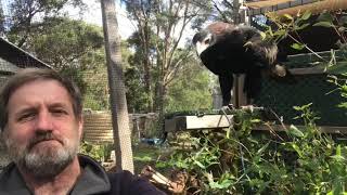 Eagle vs Drone  2m WedgeTailed Eagle takes down Drone Watch it Punch it out of the sky [upl. by Ainex]