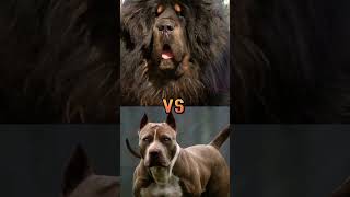 pitbullmastiffdobermancane corso fight [upl. by Ysiad]