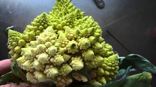 Romanescu  Romanesco broccoli  kinda Cauliflower [upl. by Giess]