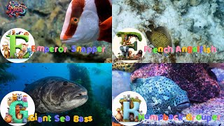 ABC Sea Animals song  Learn Alphabets  English and Animals for Kids  Alphabets Kids Song [upl. by Levi486]