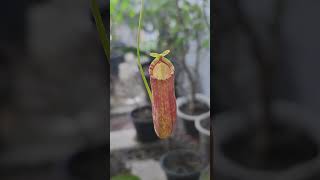 Ncoccinea carnivorous carnivorousplant carnivorousplants nepenthes exoticplants lowlands [upl. by Hsihsa]