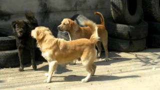 Dog Fights thailand [upl. by Ashleigh]