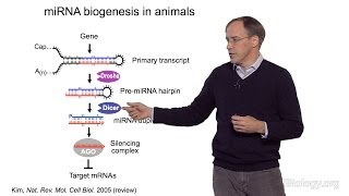 David Bartel Whitehead InstituteMITHHMI Part 1 MicroRNAs Introduction to MicroRNAs [upl. by Michella]