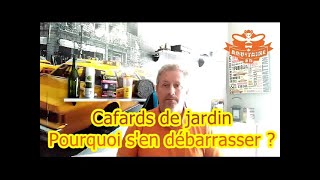 Tout savoir sur les cafards ou blattes de jardin en 4 minutes [upl. by Aneez]