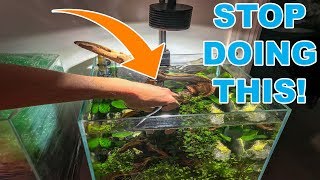 BIGGEST TIP FOR NEW AQUARIUM PLANTS [upl. by Anikat]