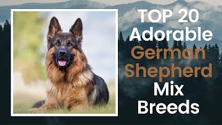 The 20 Adorable German Shepherd Mix Breeds ❤ GSD cross breeds [upl. by Abita]