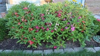 Impatiens balsamina  Garden Balsam Rose Balsam Touchmenot Spotted snapweed [upl. by Ube591]