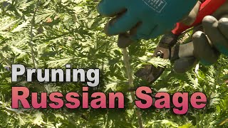 Tame Russian Sage – Trim Back Vigorous Growth [upl. by Ame]