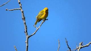 Yellow Warbler Singing [upl. by Malilliw69]