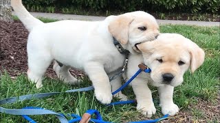 Top FUNNY PUPPIES That Will Make You Laugh Out Loud 😁 Funniest Animal Videos [upl. by Rockwell]