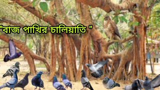 বাজ পাখির চালিয়াতি ঈশপের গল্প  AMI PATTONTANK BOLCHHI [upl. by Dnomhcir]