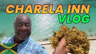 Negril Taken Over By Seaweed  Charela Inn 😮 jamaica [upl. by Boykins]