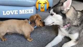 Husky Puppy Super Excitement When Reunites With Brave Dachshund Puppy HAPPIEST VIDEO EVER [upl. by Manara]