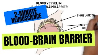 2Minute Neuroscience BloodBrain Barrier [upl. by Latt]