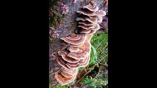 🦃 Turkey Tail Mushroom Neutropenia  Immune System Booster [upl. by Navac]