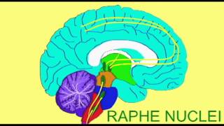 SEROTONIN amp ANXIETY RAPHE NUCLEUS [upl. by Siramaj664]