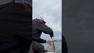 Jigging a Herring for Northern Pike [upl. by Eidualc]