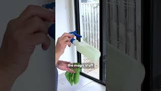 How I Clean Mouldy Windows mold windowcleaning cleaner [upl. by Yelrebmik581]