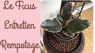 🌿Le Ficus Elastica🌿Mes conseils dentretien et rempotage 🌿 PLANTES D’INTÉRIEUR [upl. by Cobbie]