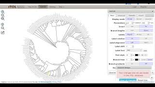 Create phylogenetic trees with clustalw on remote computer amp pscp  puTTy SSH  iTol visualization [upl. by Travus]