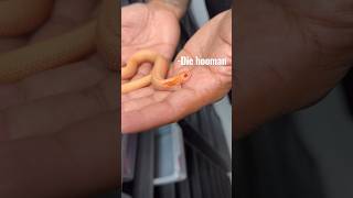 Hognose Snake Bite westernhognose hognosesnake snakebite snakes [upl. by Sesom]