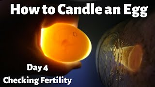 How to Candle an Egg  Checking Fertility of Duck Eggs Day 4 [upl. by Yesnikcm23]