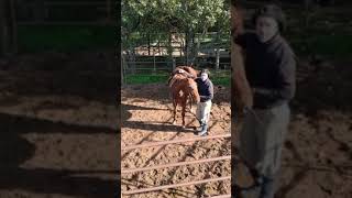 Domadores de Caballos Cria Polo Argentino Embocaduras y Posturas Eduardo Zabalo [upl. by Maller244]