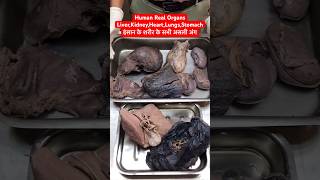 Human Real Organs Liver Kidney Heart Lungs Stomach  इंसान के शरीर के असली अंग viral shorts [upl. by Roswell]