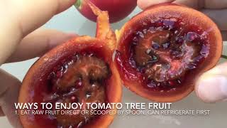 Tree Tomato Tomatoes Fruit  Tamarillo  Arbol Tomate How to Eat How to Open amp Natural History [upl. by Bilow]