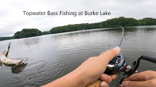 Topwater Bass Fishing at Burke Lake ▏Bank Fishing [upl. by Adiaz184]