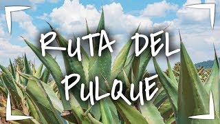 RUTA DEL PULQUE ► Visitamos el Rancho Pulquero San Isidro ❓6 COSAS que no SABIAS DEL PULQUE [upl. by Eikram]