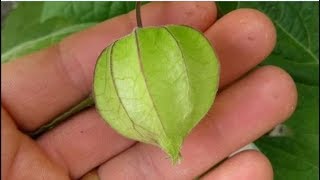 Conheça a Physalis e os Benefícios desta incrível fruta Plantada em vaso [upl. by Franny694]