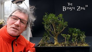 My Boxwood Forest The Bonsai Zone Dec 2023 [upl. by Ydwor17]