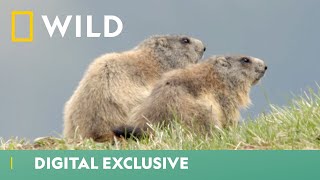 Marmot Prepares For Hibernation  Winter Wonderland  National Geographic Wild UK [upl. by Anelehs]