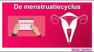 Voortplanting  Menstruatiecyclus [upl. by Rasure]