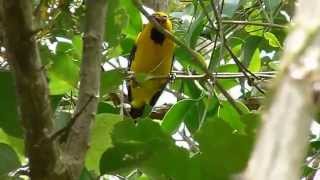 Icterus nigrogularis yellow orioleMOV [upl. by Andrew]