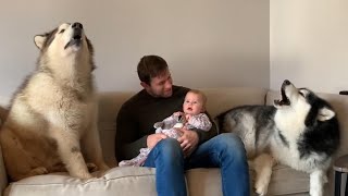 Howling Malamutes Sing To Baby Cutest Lullaby [upl. by Mcquade]