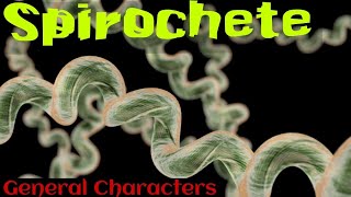 Spirochetes in hindi  Spirochetes microbiology in hindi [upl. by Sillaw]