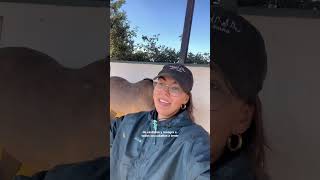 P3 Un día en la cuadra 🐴 miriamluque caballos horse vlog [upl. by Vinita]