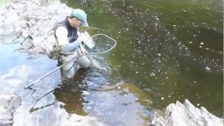 Salmon fly fishing on the River Findhorn Scotland [upl. by Mira]