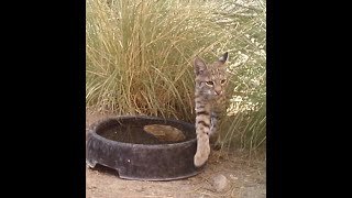 Bobcats  wait for it 91824 [upl. by Stiles]