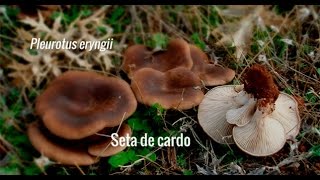 Las setas que conocemos La seta de cardo Pleurotus eryngii [upl. by Anatnas]