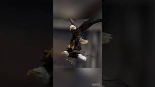 Eiye Jojo 2023 Mediterranean perch 🦅 vol 2  please subscribe [upl. by Hares323]