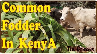 Common Livestock Fodder Sources In Kenya Pt 1  The Grasses [upl. by Akli41]