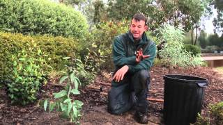 Planting your eucalypt  Eucalypts for your home garden [upl. by Aihcrop]