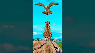 Top 5 peregrine falcon attack eagles falcoon animals birds wildlife falcon knowledge [upl. by Cherrita]