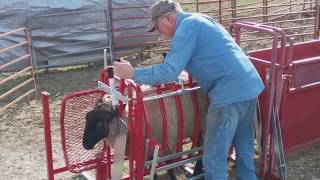 Ketchams Sheep Equipment  Sheep amp Goat Tilt Table Product Demo [upl. by Tawney]