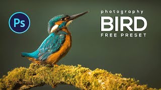 How to edit Bird Photography using Photoshop  Free Preset included [upl. by Legra]